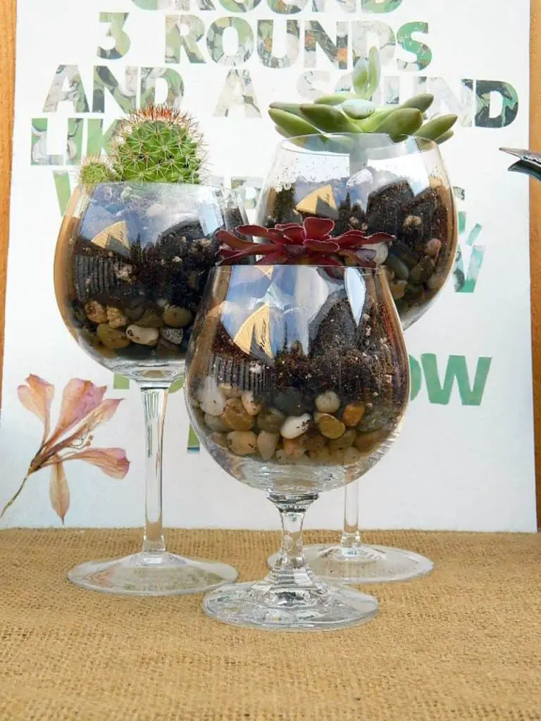 Wine Glass Terrariums