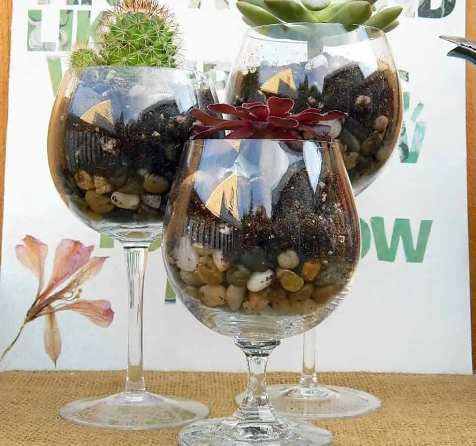 Wine Glass Terrariums