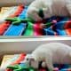 Cactus Catnip Toys