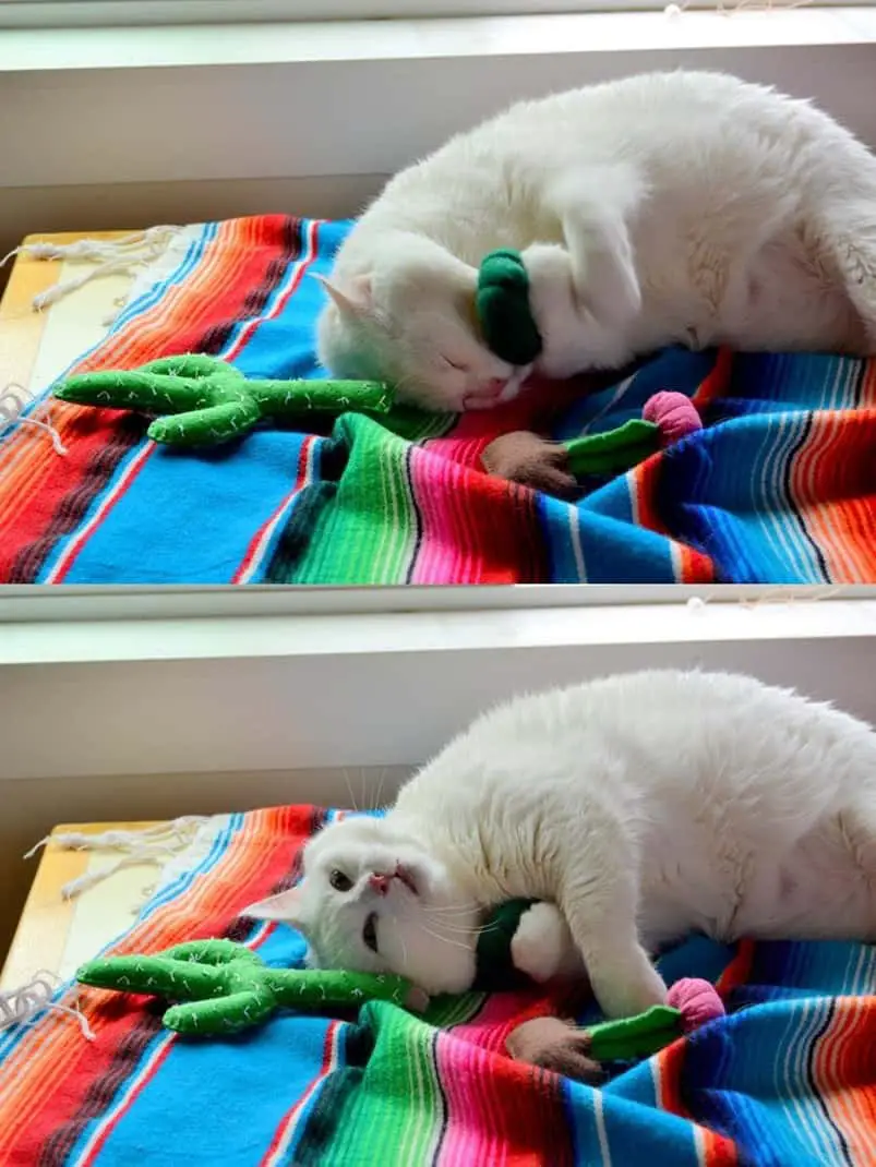 Cactus Catnip Toys