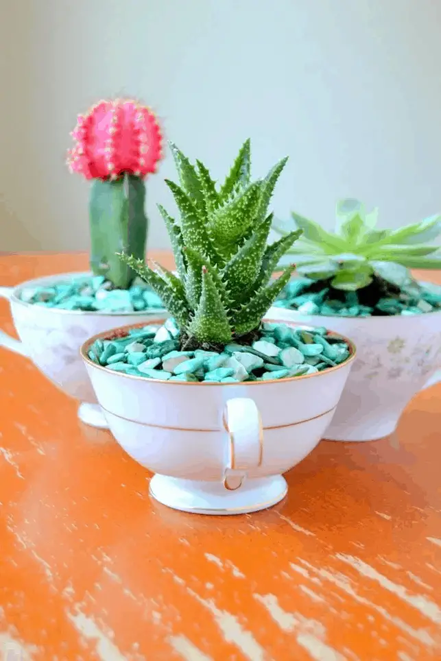 Teacup Succulent Planters