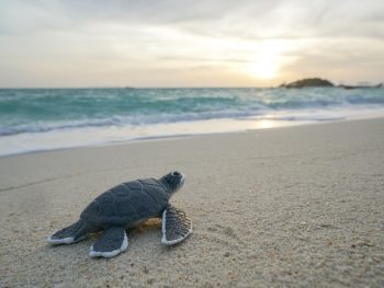Sea Turtle Tattoo