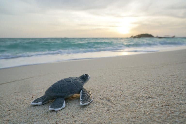 Top 40 Magnificent Sea Turtle Tattoo Design Ideas (2022 Updated)