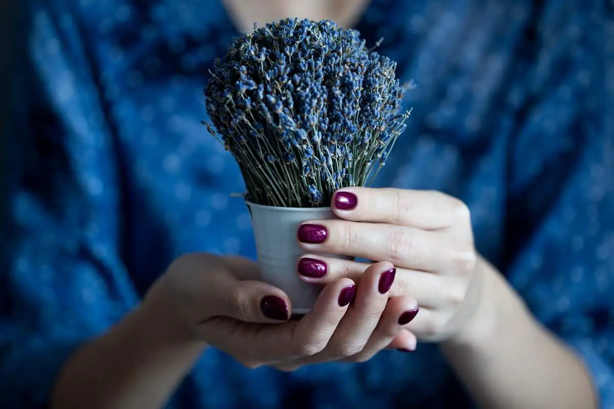 Lavender Nail